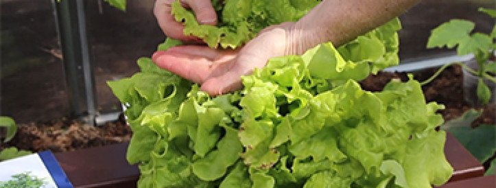 NPO Veggies Cultivation: WORLDS BEST INNOVATION IN PHYSIOLOGICAL CALCIUM DEFICIENCY ON LEAFY VEGETABLE CROPS!