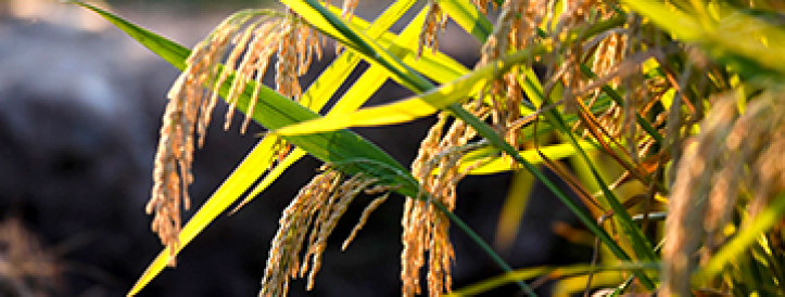 ‘Game changer.’ Scientists are genetically engineering crops to clone themselves