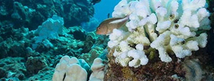 Coral reefs are home to the greatest microbial diversity on Earth