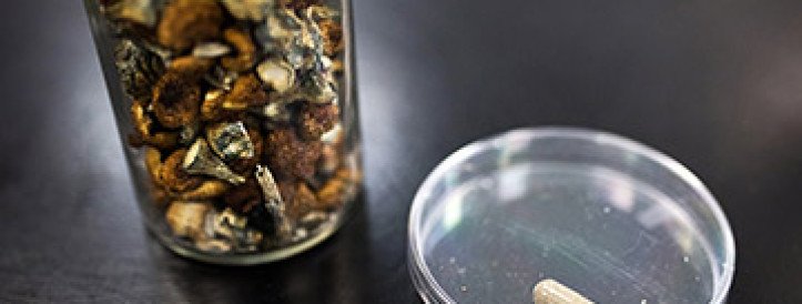 Psychedelic-inspired drugs could relieve depression without causing hallucinations