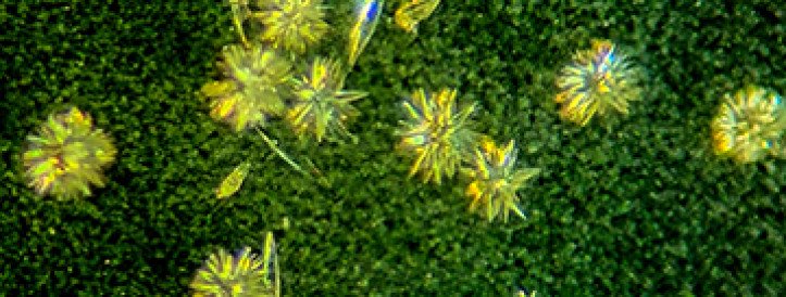 ‘Breakthrough’ could explain why life molecules are left- or right-handed