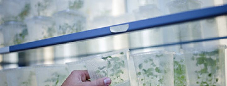 European Commission proposes loosening rules for gene-edited plants