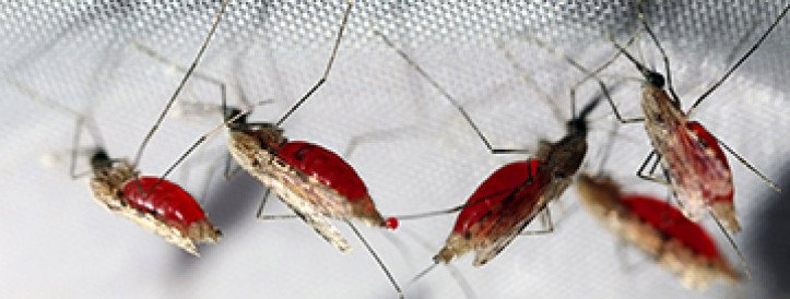 Microbe stops mosquitoes from harboring malaria parasite