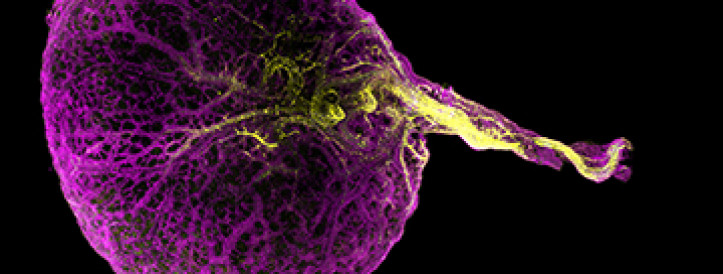 Three organs in one? Researchers unscramble mysterious roles of human yolk sac