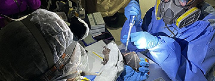 U.S. cancels program aimed at identifying potential pandemic viruses