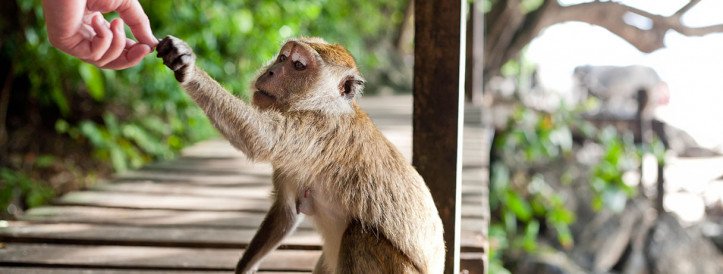 Human gene linked to bigger brains was born from seemingly useless DNA