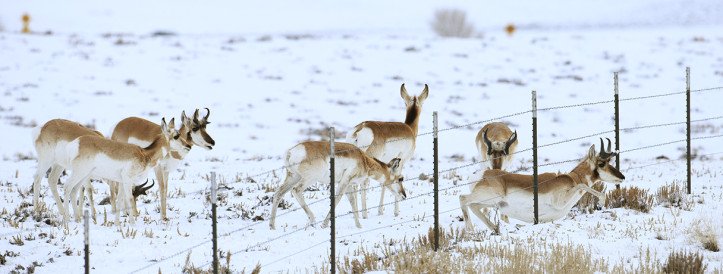 Aedadest põhjustatud metsloomade surma vähendamiseks pöörduvad teadlased tehisintellekti poole