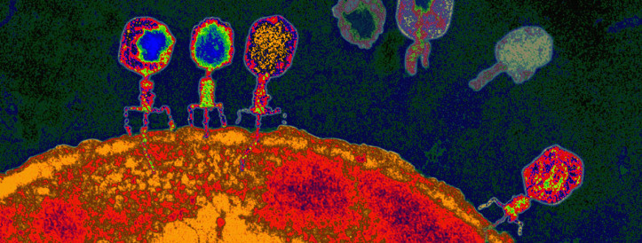 Bakterid kasutavad viiruste vastu võitlemiseks „hullumeelset molekulaarset mehhanismi“.