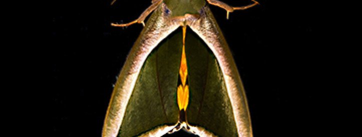 Kas sind on sama lihtne petta kui tehisintellekti? Oleneb, mida sa sellel pildil näed.