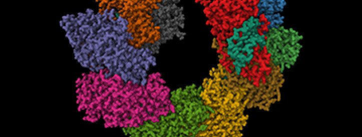 „Hüppava geeni” ensüüm suudab inimese DNA-s teha suuri ja täpseid muudatusi