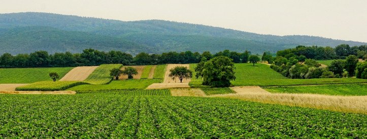 GPT ebatäpsused põllumajanduses võivad põhjustada saagikahjusid ja toidukriise