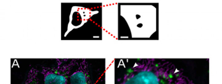 Community-developed guidelines for publishing images help address reproducibility problem in science