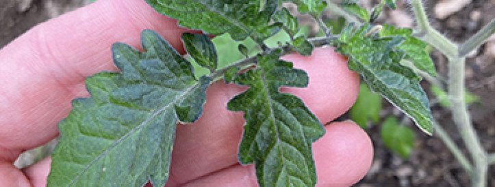 How to increase the quality of tomato transplants? Do you know that? The secret is inside of that video.