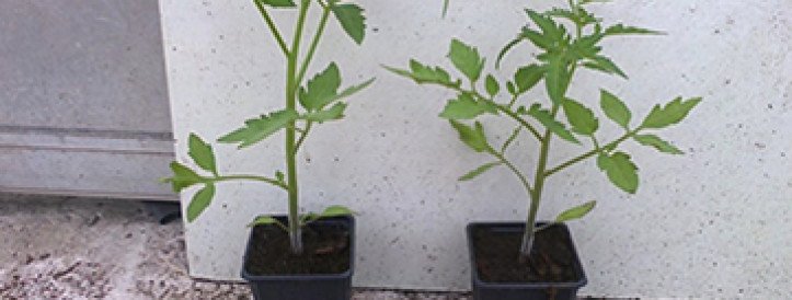 Tips and Tricks how to grow tomatoes!