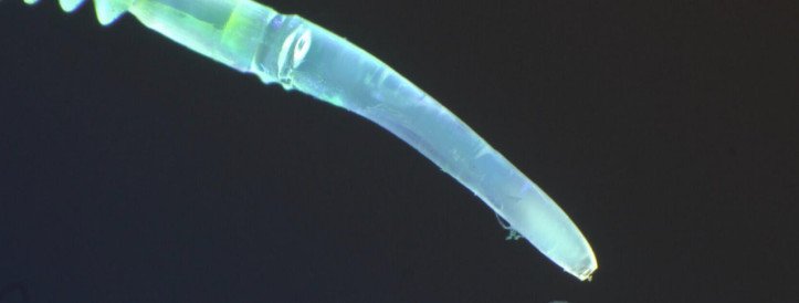 Ämblikjalgadest inspireeritud pehme robootika parandab delikaatsete liigutuste osavust