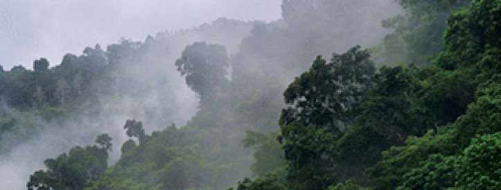 Wiley ajakiri võtab 26 artiklit tagasi 