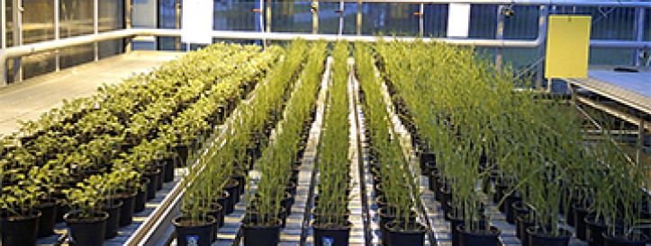 NPO VEGGIES CULTIVATION: About the project 